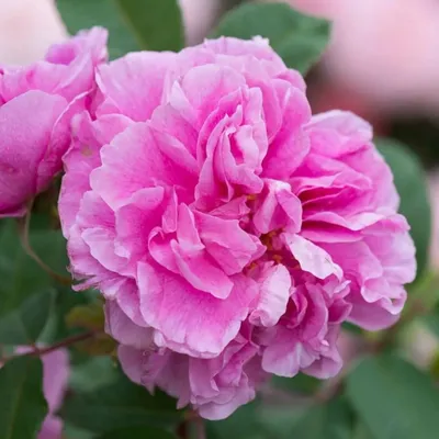 Чудесное изображение Розы Тереза Багнет для ценителей роз 