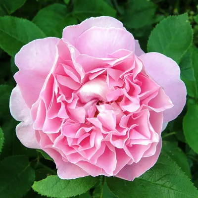 Картинка Розы Тереза Багнет - воплощение элегантности розы