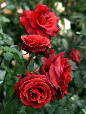 Роза терракота в формате jpg