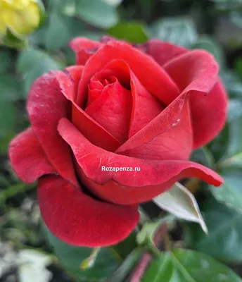 Фото великолепной розы терракота в png