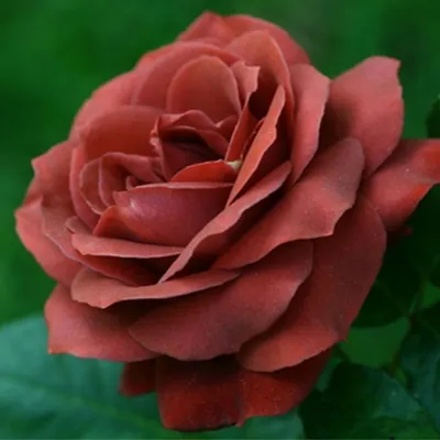 Уникальное изображение розы терракота