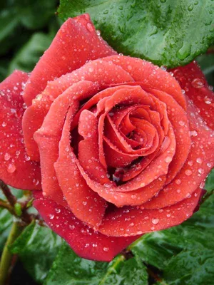 Фотография розы терракота по высокому разрешению