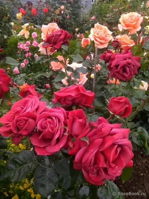 Красивая роза терракота в формате webp
