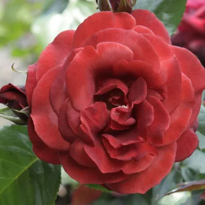 Удивительное изображение розы терракота