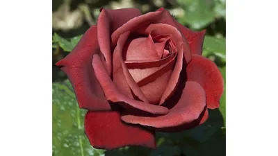 Роза терракота в прекрасном формате png