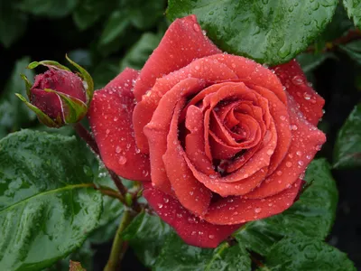 Фото розы терракота с возможностью выбора размера