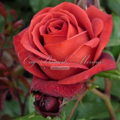Фото терракотовой розы в png формате