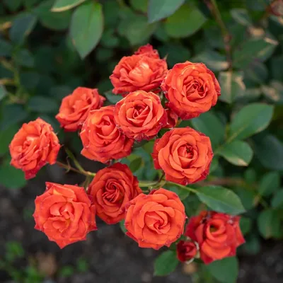 Фотография розы терракота с великолепной детализацией