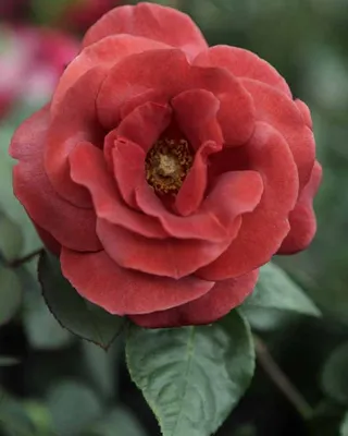 Роза терракота в формате jpg с возможностью сохранения