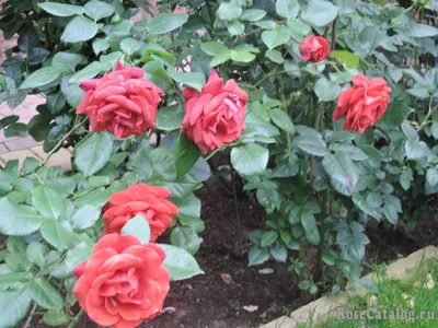 Изображение розы терракота с высокой детализацией
