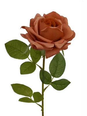 Роза терракота на красивом фото в webp формате