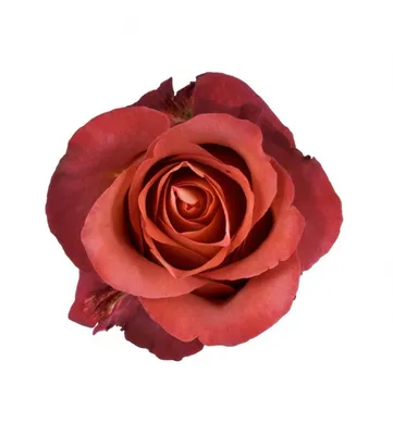 Фотография розы терракота для сохранения в png