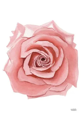 Качественное изображение розы терракота с возможностью скачивания