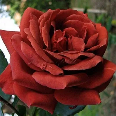 Фотка розы терракоты в webp