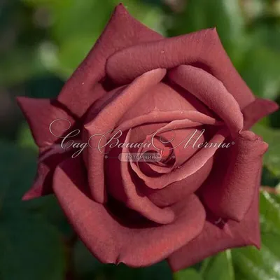 Роза терракота в стильном формате jpg