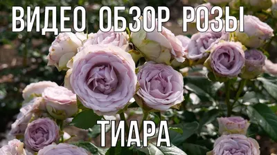 Очаровательная картинка розы тиара для загрузки