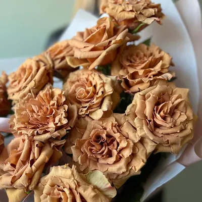 Фото розы тоффи в формате jpg для скачивания