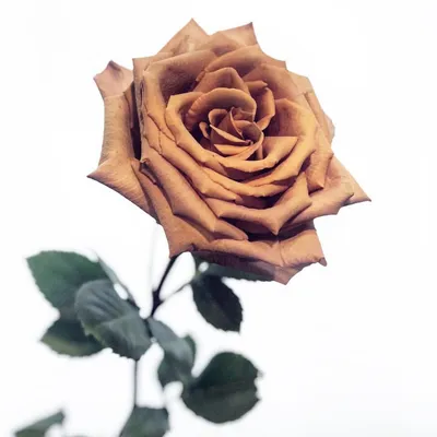 Прекрасное изображение розы тоффи для печати