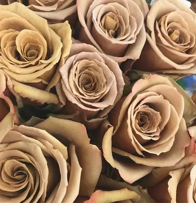 Красивое фото розы тоффи на ваш выбор