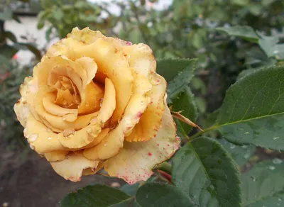 Изысканное изображение розы тоффи