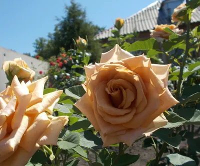 Уникальная фотография розы тоффи