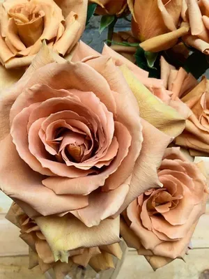 Фото розы тоффи в нежных оттенках