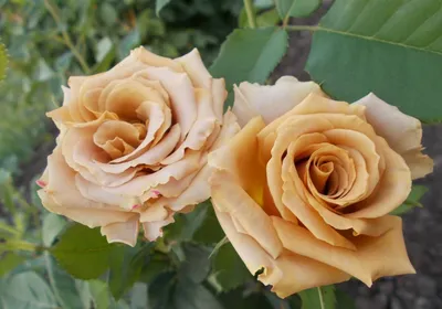 Изображение розы тоффи в природной обстановке