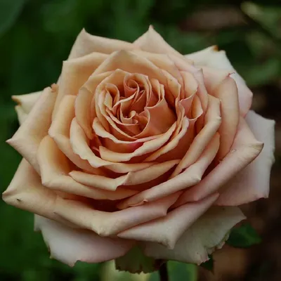 Фото розы тоффи с эффектом блика на лепестках