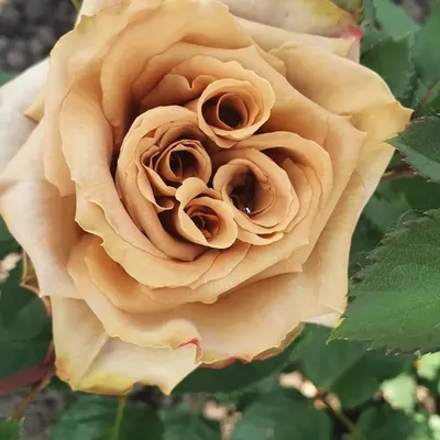 Великолепная картинка розы тоффи для фотолюбителей