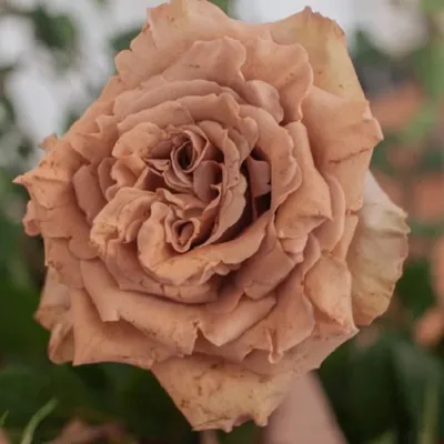 Фотография розы тоффи с эффектом модного фильтра