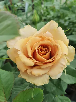 Удивительное изображение розы тоффи в ретро-стиле