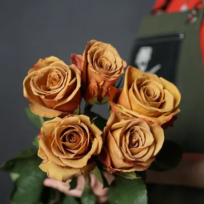 Фото розы тоффи с нежным романтическим настроением