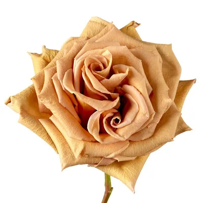 Фотография розы тоффи с эффектом глубины