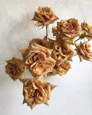 Изображение розы тоффи с мерцающими каплями росы