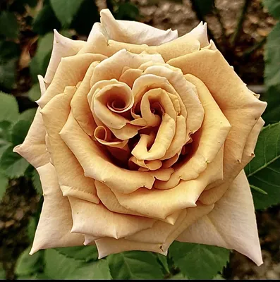 Фото розы тоффи на фоне заката