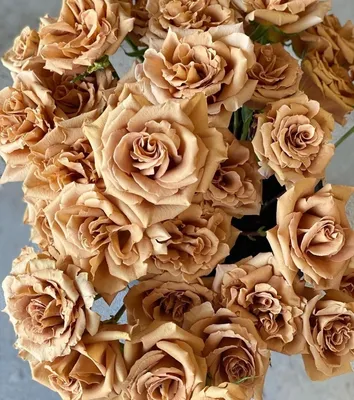 Фото розы тоффи с тремя размерами на выбор