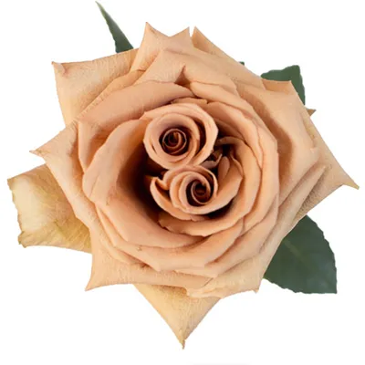 Фото розы тоффи, запечатленное во время рассвета
