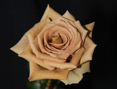 Роскошная роза тоффи на фото