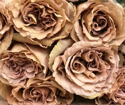 Фото розы тоффи в высоком разрешении