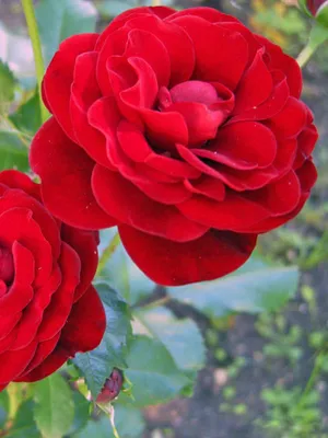Картинка розы торнадо: воплощение страсти и романтики