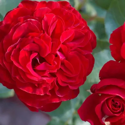 Фотка розы торнадо: роскошь в каждом пикселе
