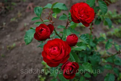 Фото розы торнадо для вашего творчества: великолепный выбор