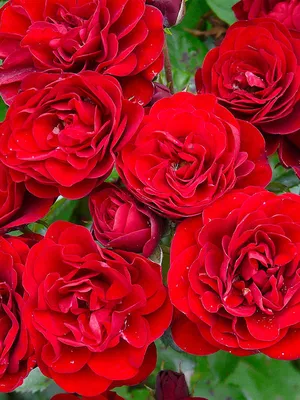 Изображение розы торнадо: романтическое вдохновение