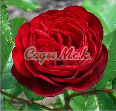 Идеальное изображение розы торнадо в любом формате