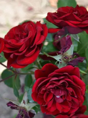 Загрузите качественное фото розы торнадо в формате jpg