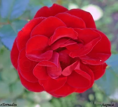 Увлекательное фото розы торнадо: выберите свой стиль