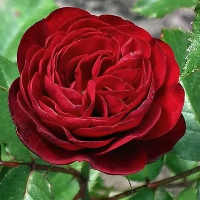 Фото розы торнадо: воплощение красоты и совершенства