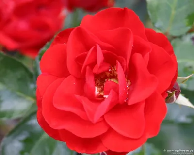 Уникальная фотография розы торнадо: выберите свою идеальную картинку