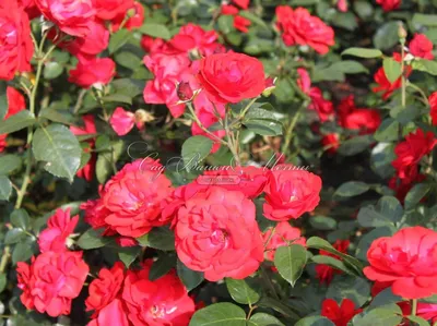 Прекрасное изображение розы торнадо: выберите размер