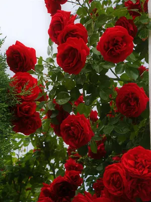 Фотография розы торнадо: впечатляющая и элегантная